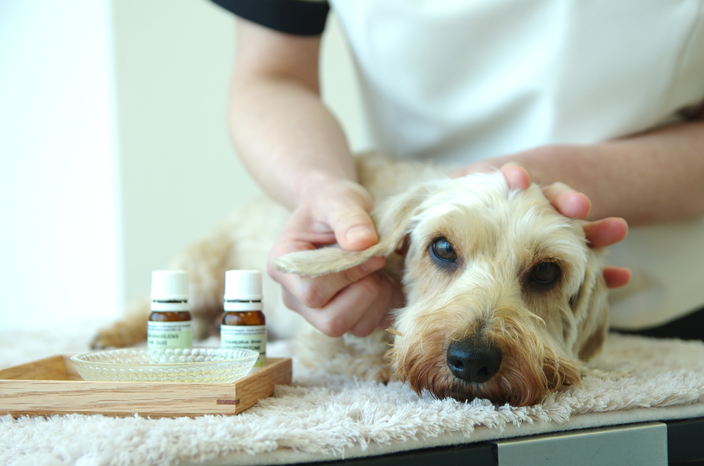 ホリスティックアニマルケア