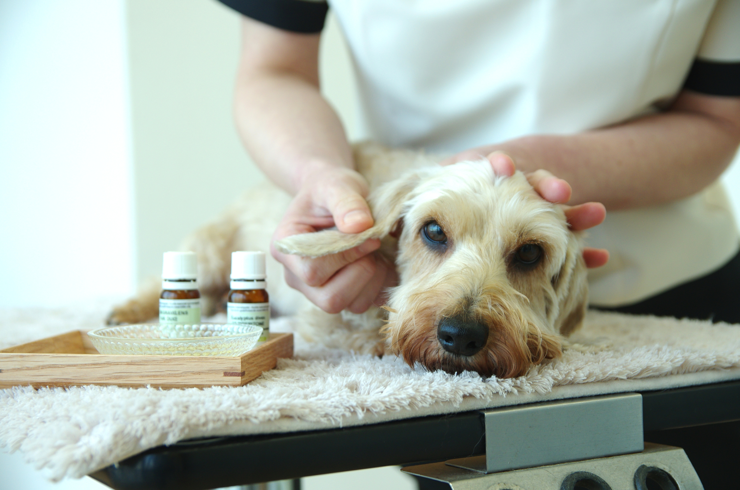 ペットのためのアロマ&ハーブ講座