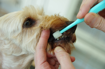 メディカルハーブ